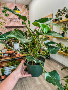 Philodendron White Princess Tricolor