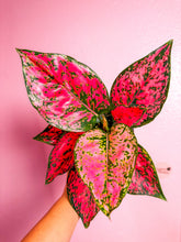 Load image into Gallery viewer, Aglaonema Magenta Kompoon 4”
