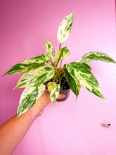 Load image into Gallery viewer, Philodendron Emerald King 4”
