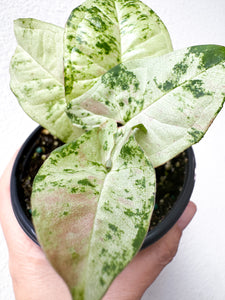 Syngonium Milk Confetti Tricolor