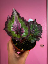 Load image into Gallery viewer, Begonia “Harmony’s Jaded Hearts”, 4"

