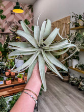 Load image into Gallery viewer, Tillandsia xerographica 6” - 7” wide
