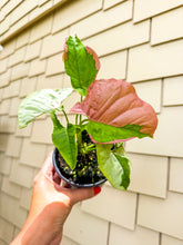 Load image into Gallery viewer, Syngonium Pink Lava 4”
