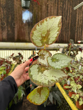 Load image into Gallery viewer, Begonia Rex “ Mariana’s Monster”
