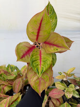 Load image into Gallery viewer, Aglaonema Jack Pot 4”
