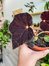 Load image into Gallery viewer, Begonia &#39;Night Eyes&#39;
