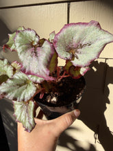 Load image into Gallery viewer, Begonia Rex “ Burdeos

