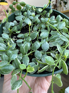 String of Nickels, Dischidia Nummularia Variegated