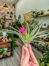 Load image into Gallery viewer, Soft Leaf Stricta Air Plant
