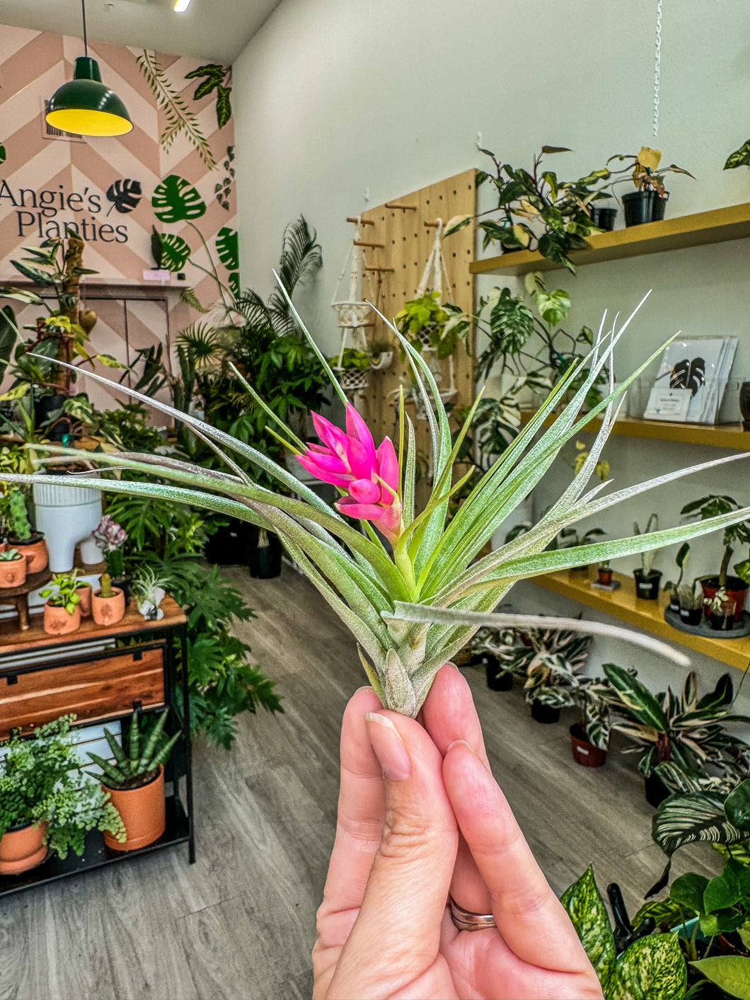 Soft Leaf Stricta Air Plant