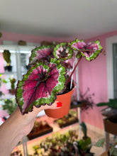 Load image into Gallery viewer, Begonia Rex “Macarena”
