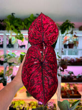 Load image into Gallery viewer, Caladium 103 Rare

