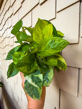 Load image into Gallery viewer, Pothos “Global Green” 4”
