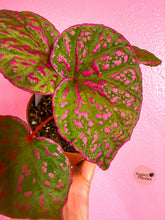 Load image into Gallery viewer, Begonia roseopunctata 4” Terrarium Begonia

