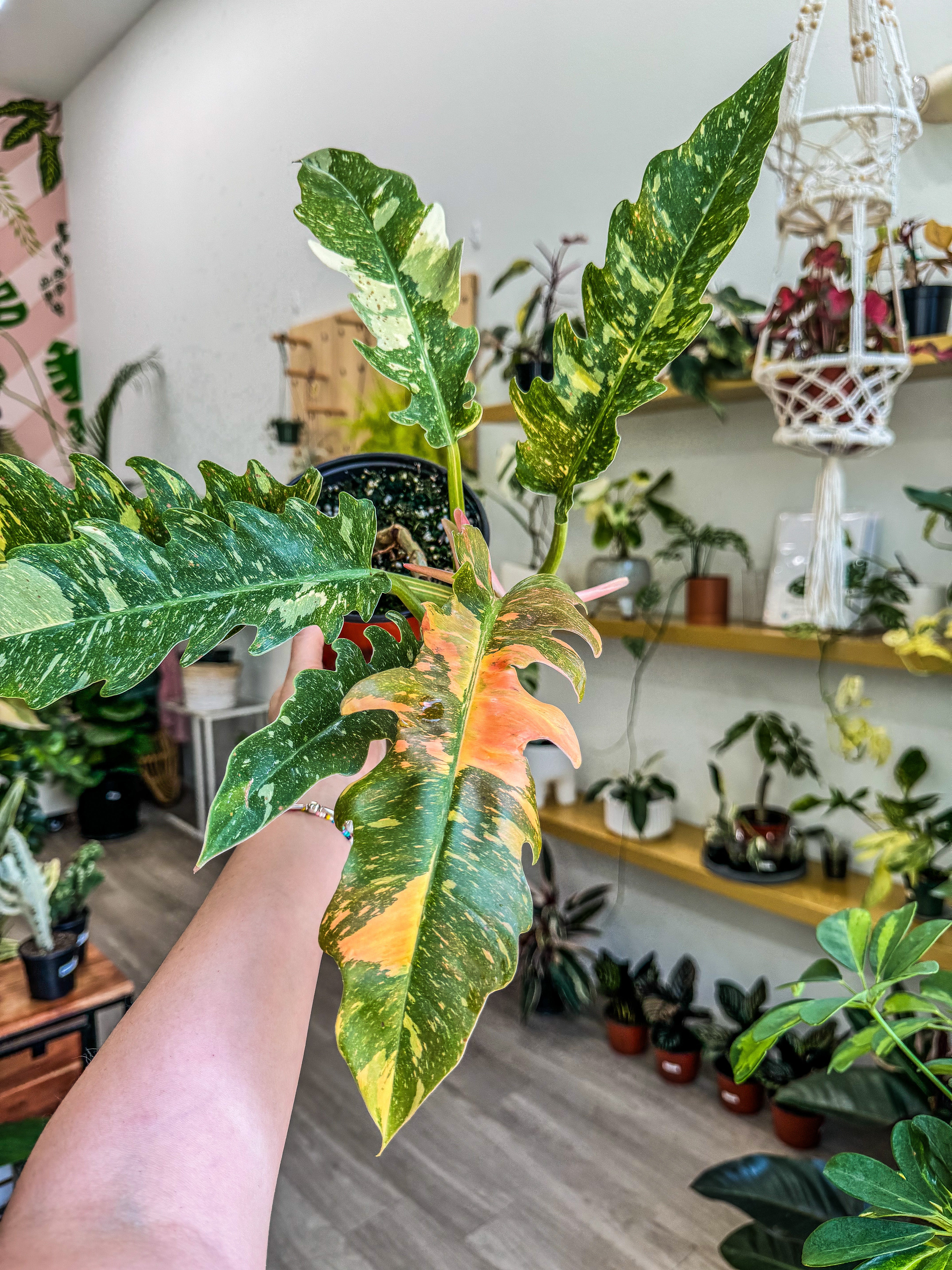 Philodendron Ring Of Fire
