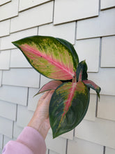 Load image into Gallery viewer, Aglaonema Eastern Red , 4"
