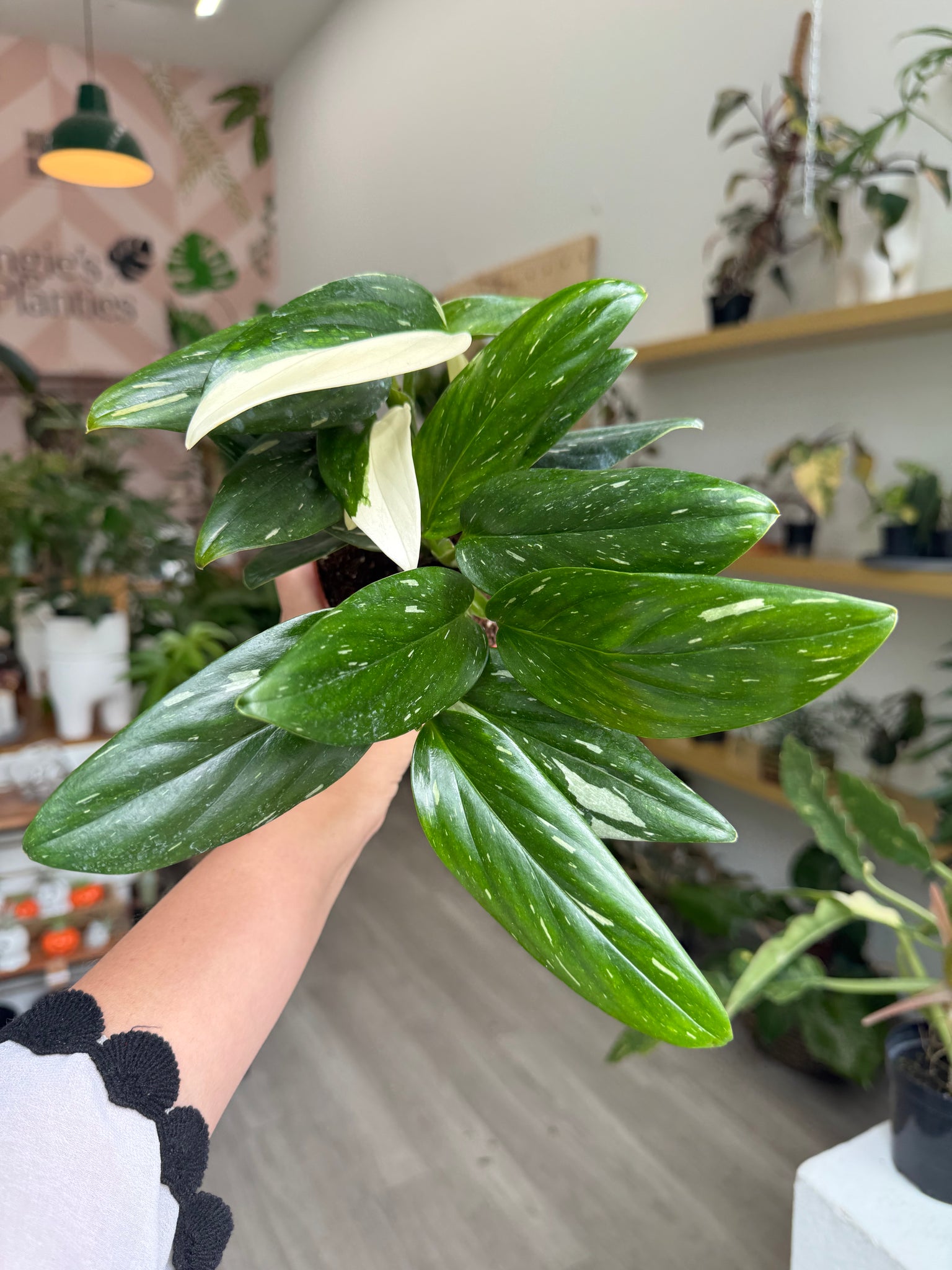 monstera standleyana albo variegata care Monstera standleyana albo – Angie's Planties