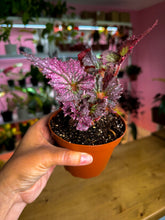 Load image into Gallery viewer, 4” Begonia Rex Harmony’s Pink Radiance
