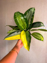 Load image into Gallery viewer, Aglaonema Surnabhumi exact plant 4”
