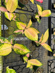 Aglaonema Golden Love