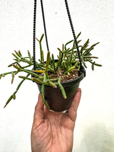 4”rhipsalis burchelli