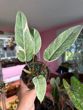 Load image into Gallery viewer, Philodendron Shady Lady 4” rare
