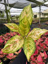 Load image into Gallery viewer, Aglaonema Pink Fairy 4”
