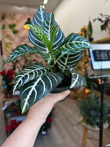 Aphelandra Dania (Zebra Plant)