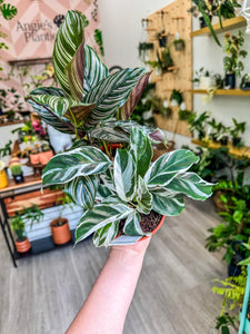 Bundle Calathea Pin Stripe & White Fusion