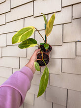 Load image into Gallery viewer, Philodendron “Shady Lady” 4" Rare Find
