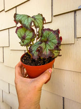 Load image into Gallery viewer, Begonia Rex “Harmony’s Joker” Rare Find
