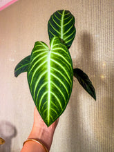 Load image into Gallery viewer, Xanthosoma Lundenii 4”
