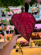 Load image into Gallery viewer, Caladium 102 Rare
