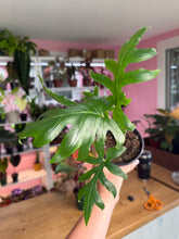 Load image into Gallery viewer, 4" alocasia brancifolia
