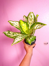 Load image into Gallery viewer, Aglaonema White Platinum 4”
