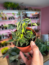 Load image into Gallery viewer, Hoya bella outer variegated 4”

