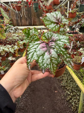 Load image into Gallery viewer, Begonia Rex “ Harmony’s Confetti”
