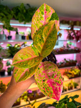 Load image into Gallery viewer, Aglaonema Pink Emerald 4”
