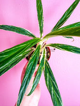 Load image into Gallery viewer, Aglaonema Bamboo 4”
