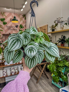 Peperomia Watermelon, Hanging Basket 8”