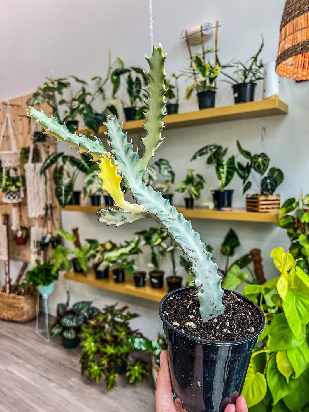 4” Ghost Cactus