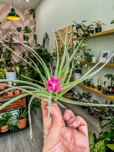 Soft Leaf Stricta Air Plant