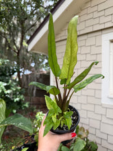 Load image into Gallery viewer, Alocasia Lautherbachiana Mint 4”
