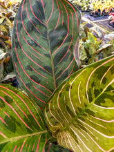 Load image into Gallery viewer, Aglaonema Red Army 4”
