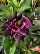 Load image into Gallery viewer, Adenium Desert Roses “Lilac Frost”
