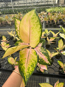 Aglaonema Golden Love