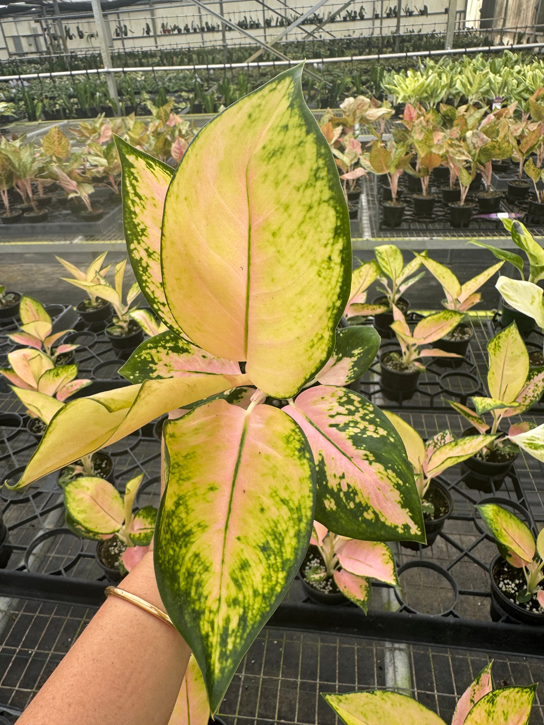 Aglaonema Golden Love