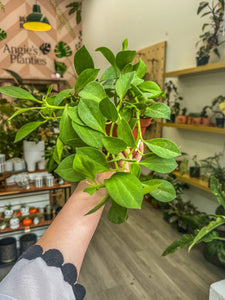 Hoya Pachyclada, 4”