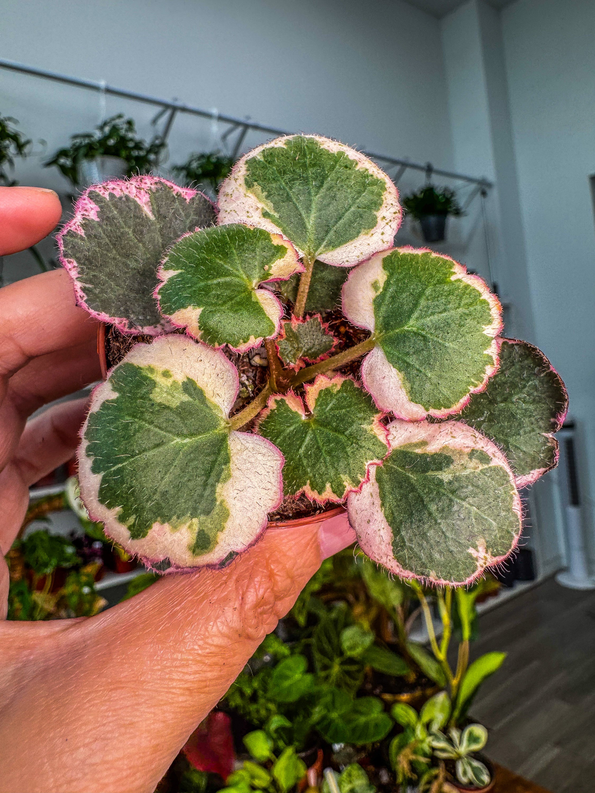 strawberry house plant Variegated Strawberry Begonia Plant - 6" Hanging Basket