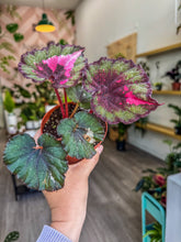 Load image into Gallery viewer, Begonia Rex “Harmony’s True Love”,4”
